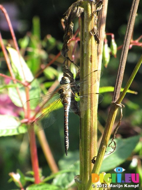 SX24048 Dragonfly in Biesbosch